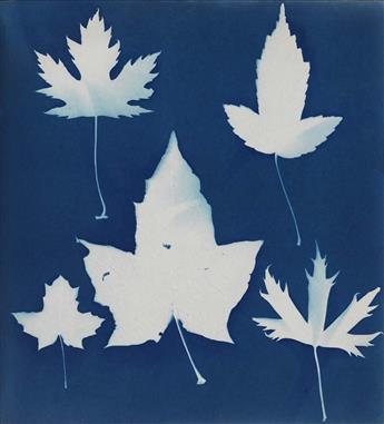 (CYANOTYPE) Handmade album containing 19 beautiful botanical photograms, each printed in cyanotype, that was apparently created by Flor